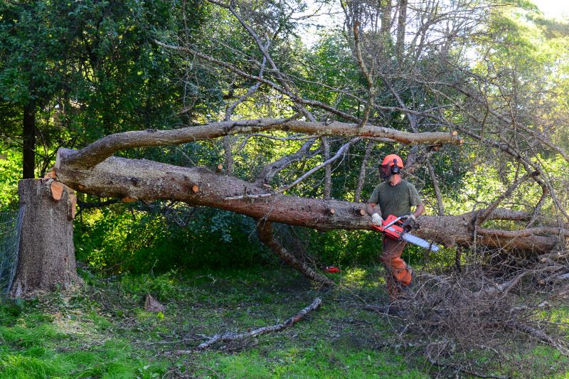 Tree Removal Services